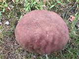 Calvatia cyathiformis image
