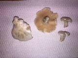Clitopilus prunulus image