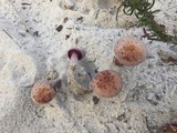 Laccaria trullisata image