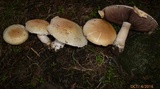 Agaricus crocodilinus image