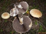 Agaricus crocodilinus image