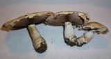 Agaricus crocodilinus image