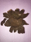 Scleroderma polyrhizum image