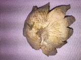 Scleroderma polyrhizum image