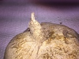 Scleroderma polyrhizum image