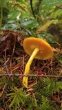 Tricholomopsis decora image