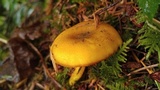 Tricholomopsis decora image