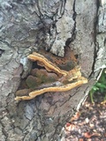 Fuscoporia torulosa image