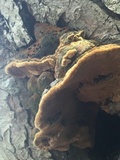 Fuscoporia torulosa image