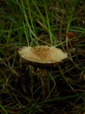 Agaricus diminutivus image