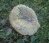 Lactarius chelidonium image