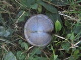 Lactarius chelidonium image