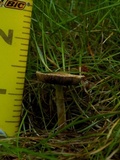 Agaricus diminutivus image