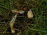 Agaricus diminutivus image