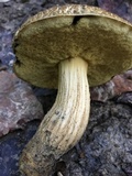 Leccinellum crocipodium image