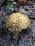 Leccinellum crocipodium image