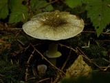 Agaricus deardorffensis image