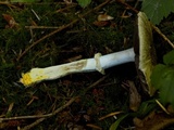 Agaricus deardorffensis image