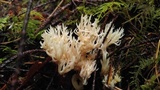 Clavulina coralloides image