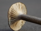 Clitocybula atrialba image