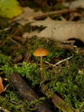Conocybe rugosa image