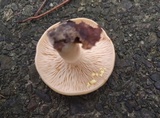Lactarius chrysorrheus image
