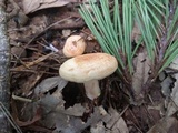 Lactarius chrysorrheus image