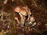 Hebeloma mesophaeum image