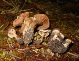 Hebeloma mesophaeum image