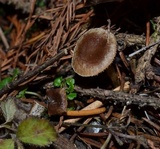 Hebeloma excedens image