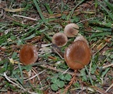 Hebeloma excedens image