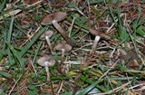 Hebeloma excedens image