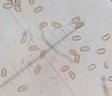 Inocybe rimosa image