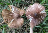 Inocybe splendens image