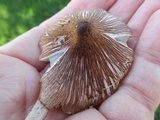 Inocybe splendens image