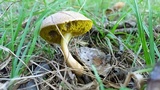 Boletus subtomentosus image