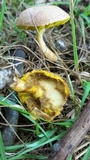 Boletus subtomentosus image