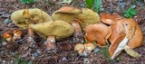 Suillus grevillei image