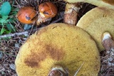 Suillus grevillei image