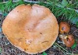 Suillus grevillei image