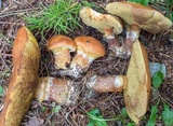 Suillus grevillei image