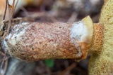 Suillus grevillei image