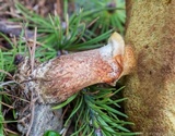 Suillus grevillei image