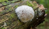 Postia ptychogaster image