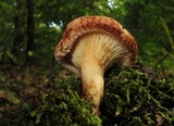 Paxillus involutus image