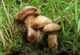 Paxillus involutus image
