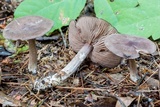 Entoloma violaceum image