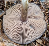 Entoloma violaceum image