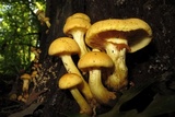 Phaeolepiota aurea image