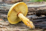 Gymnopilus luteus image